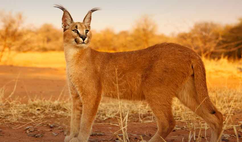 Rare Caracal Cat Spotted for the First Time in Pakistan’s Cholistan Desert
